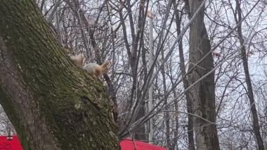 Parkta sincap kışın yiyecek arıyor. Ağaçlarda, çalılarda, fındıklar ve koniler üzerinde koşar ve zıplar.