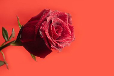 Parlak bir arka planda kırmızı ve beyaz güller. Anneler Günü, doğum günü. Pankartlar ve dergiler için. Boşluğu kopyala