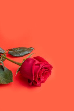 Parlak bir arka planda kırmızı ve beyaz güller. Anneler Günü, doğum günü. Pankartlar ve dergiler için. Boşluğu kopyala