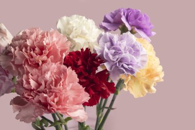 Kırmızı ve beyaz arka planda karanfiller. Anneler Günü, doğum günü. Pankartlar ve dergiler için. Boşluğu kopyala