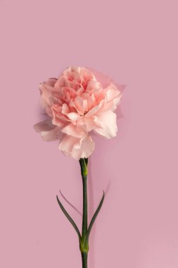 Kırmızı ve beyaz arka planda karanfiller. Anneler Günü, doğum günü. Pankartlar ve dergiler için. Boşluğu kopyala