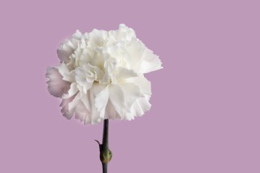 Kırmızı ve beyaz arka planda karanfiller. Anneler Günü, doğum günü. Pankartlar ve dergiler için. Boşluğu kopyala