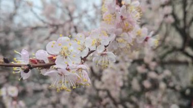 Ağaç dallarında çiçekler ve tomurcuklar. Bahar, kayısı ve kiraz filizlenir. Doğa ve yağmurlu hava.