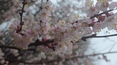 Ağaç dallarında çiçekler ve tomurcuklar. Bahar, kayısı ve kiraz filizlenir. Doğa ve yağmurlu hava.