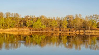 Ağaçlar ve bitkilerle çevrili büyük bir gölet. Kamp yapmak. Bahar manzarası. Mavi gökyüzü