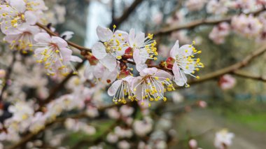 Ağaç dallarında çiçekler ve tomurcuklar. Bahar, kayısı ve kiraz filizlenir. Doğa ve yağmurlu hava.