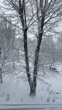 Kışın kar yağıyor, ağaçlar karlı. Kar yağışı ve soğuk. Açık gökyüzü. Boşluğu kopyala