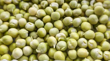 Mikroçimler. Evde Bezelye yetiştirmek. Üç haftalık bezelye filizi. Adım adım talimatlar ver. Vegan ve Sağlıklı Yeme Konsepti.