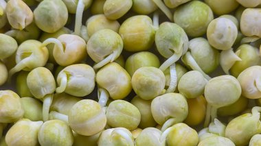 Mikroçimler. Evde Bezelye yetiştirmek. Üç haftalık bezelye filizi. Adım adım talimatlar ver. Vegan ve Sağlıklı Yeme Konsepti.