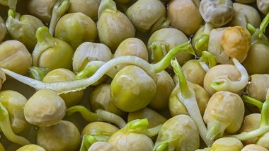 Mikroçimler. Evde Bezelye yetiştirmek. Üç haftalık bezelye filizi. Adım adım talimatlar ver. Vegan ve Sağlıklı Yeme Konsepti.