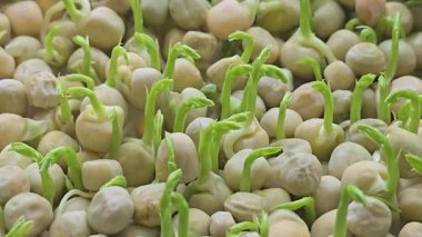 Mikroçimler. Evde Bezelye yetiştirmek. Üç haftalık bezelye filizi. Adım adım talimatlar ver. Vegan ve Sağlıklı Yeme Konsepti.