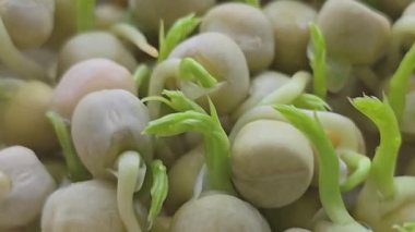 Mikroçimler. Evde Bezelye yetiştirmek. Üç haftalık bezelye filizi. Adım adım talimatlar ver. Vegan ve Sağlıklı Yeme Konsepti.