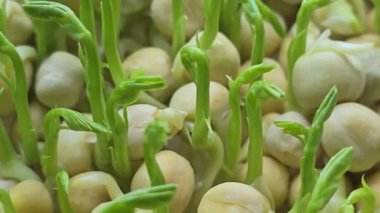 Mikroçimler. Evde Bezelye yetiştirmek. Üç haftalık bezelye filizi. Adım adım talimatlar ver. Vegan ve Sağlıklı Yeme Konsepti.