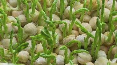 Mikroçimler. Evde Bezelye yetiştirmek. Üç haftalık bezelye filizi. Adım adım talimatlar ver. Vegan ve Sağlıklı Yeme Konsepti.