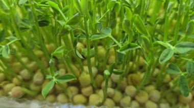 Mikroçimler. Evde Bezelye yetiştirmek. Üç haftalık bezelye filizi. Adım adım talimatlar ver. Vegan ve Sağlıklı Yeme Konsepti.