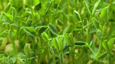 Mikroçimler. Evde Bezelye yetiştirmek. Üç haftalık bezelye filizi. Adım adım talimatlar ver. Vegan ve Sağlıklı Yeme Konsepti.