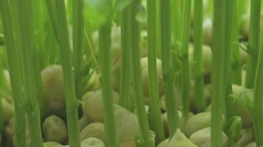 Mikroçimler. Evde Bezelye yetiştirmek. Üç haftalık bezelye filizi. Adım adım talimatlar ver. Vegan ve Sağlıklı Yeme Konsepti.