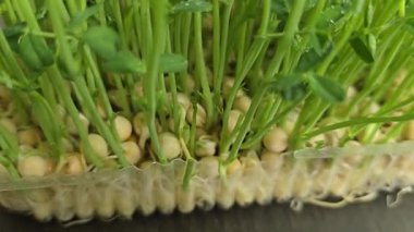 Mikroçimler. Evde Bezelye yetiştirmek. Üç haftalık bezelye filizi. Adım adım talimatlar ver. Vegan ve Sağlıklı Yeme Konsepti.
