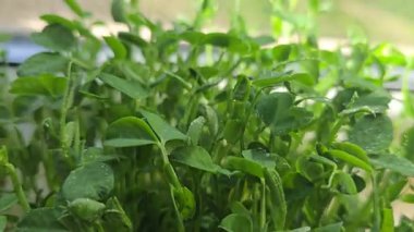 Mikroçimler. Evde Bezelye yetiştirmek. Üç haftalık bezelye filizi. Adım adım talimatlar ver. Vegan ve Sağlıklı Yeme Konsepti.