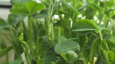 Mikroçimler. Evde Bezelye yetiştirmek. Üç haftalık bezelye filizi. Adım adım talimatlar ver. Vegan ve Sağlıklı Yeme Konsepti.