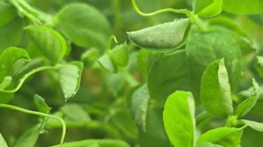 Mikroçimler. Evde Bezelye yetiştirmek. Üç haftalık bezelye filizi. Adım adım talimatlar ver. Vegan ve Sağlıklı Yeme Konsepti.