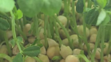 Mikroçimler. Evde Bezelye yetiştirmek. Üç haftalık bezelye filizi. Adım adım talimatlar ver. Vegan ve Sağlıklı Yeme Konsepti.