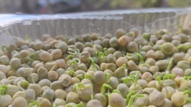 Mikroçimler. Evde Bezelye yetiştirmek. Üç haftalık bezelye filizi. Adım adım talimatlar ver. Vegan ve Sağlıklı Yeme Konsepti.
