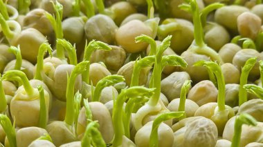 Mikroçimler. Evde Bezelye yetiştirmek. Üç haftalık bezelye filizi. Adım adım talimatlar ver. Vegan ve Sağlıklı Yeme Konsepti.