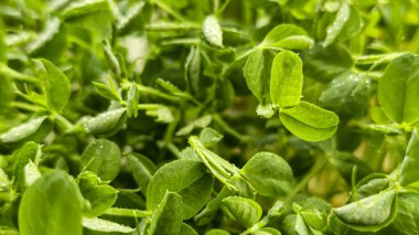 Mikroçimler. Evde Bezelye yetiştirmek. Üç haftalık bezelye filizi. Adım adım talimatlar ver. Vegan ve Sağlıklı Yeme Konsepti.