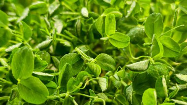 Mikroçimler. Evde Bezelye yetiştirmek. Üç haftalık bezelye filizi. Adım adım talimatlar ver. Vegan ve Sağlıklı Yeme Konsepti.