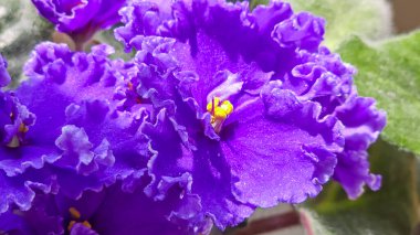 Dekoratif menekşeler, kapalı alan bitkileri. Oda dekorasyonu. Büyük çiçekler. Farklı taç yaprakları