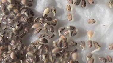 Mikroçimler. Evde chia yetiştiriyorum. Üç haftalık chia lahanası. Adım adım talimatlar. Vegan ve sağlıklı beslenme konsepti.