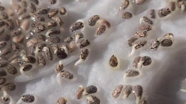Mikroçimler. Evde chia yetiştiriyorum. Üç haftalık chia lahanası. Adım adım talimatlar. Vegan ve sağlıklı beslenme konsepti.