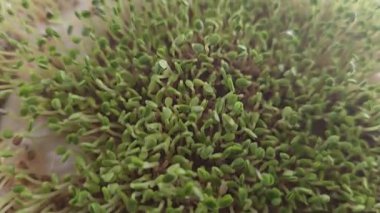 Mikroçimler. Evde chia yetiştiriyorum. Üç haftalık chia lahanası. Adım adım talimatlar. Vegan ve sağlıklı beslenme konsepti.