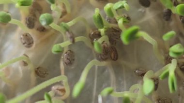 Mikroçimler. Evde chia yetiştiriyorum. Üç haftalık chia lahanası. Adım adım talimatlar. Vegan ve sağlıklı beslenme konsepti.