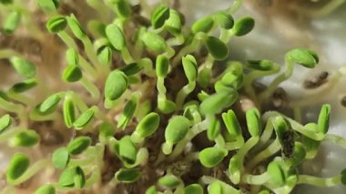 Mikroçimler. Evde chia yetiştiriyorum. Üç haftalık chia lahanası. Adım adım talimatlar. Vegan ve sağlıklı beslenme konsepti.