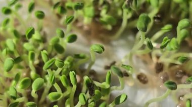 Mikroçimler. Evde chia yetiştiriyorum. Üç haftalık chia lahanası. Adım adım talimatlar. Vegan ve sağlıklı beslenme konsepti.