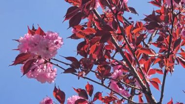 Güzel pembe çiçekli Sakura ağacı. Parklarda ve dinlenme alanlarında bitki yetiştirmek. Estetik zevk ve gelenekler