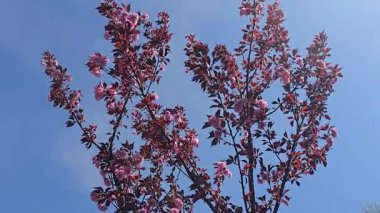 Güzel pembe çiçekli Sakura ağacı. Parklarda ve dinlenme alanlarında bitki yetiştirmek. Estetik zevk ve gelenekler