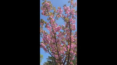 Güzel pembe çiçekli Sakura ağacı. Parklarda ve dinlenme alanlarında bitki yetiştirmek. Estetik zevk ve gelenekler