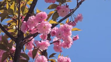 Güzel pembe çiçekli Sakura ağacı. Parklarda ve dinlenme alanlarında bitki yetiştirmek. Estetik zevk ve gelenekler