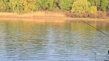 Ağaçlar ve bitkilerle çevrili büyük bir gölet. Kamp yapmak. Bahar manzarası. Sudaki kuşlar.