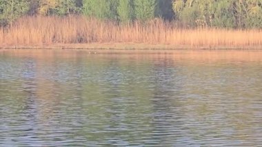 Ağaçlar ve bitkilerle çevrili büyük bir gölet. Kamp yapmak. Bahar manzarası. Sudaki kuşlar.