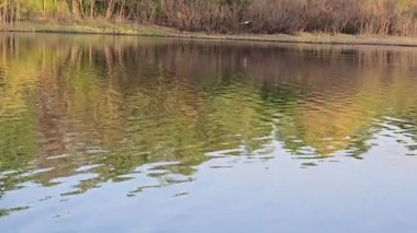 Ağaçlar ve bitkilerle çevrili büyük bir gölet. Kamp yapmak. Bahar manzarası. Sudaki kuşlar.