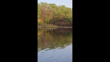 Ağaçlar ve bitkilerle çevrili büyük bir gölet. Kamp yapmak. Bahar manzarası. Sudaki kuşlar.