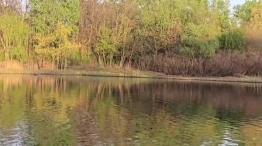Ağaçlar ve bitkilerle çevrili büyük bir gölet. Kamp yapmak. Bahar manzarası. Sudaki kuşlar.