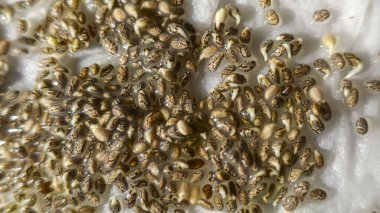 Mikroçimler. Evde chia yetiştiriyorum. Üç haftalık chia lahanası. Adım adım talimatlar. Vegan ve sağlıklı beslenme konsepti.