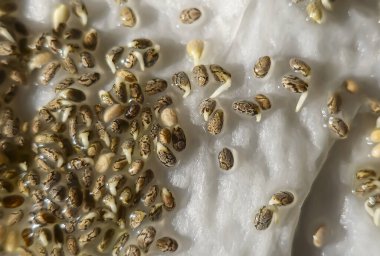 Mikroçimler. Evde chia yetiştiriyorum. Üç haftalık chia lahanası. Adım adım talimatlar. Vegan ve sağlıklı beslenme konsepti.