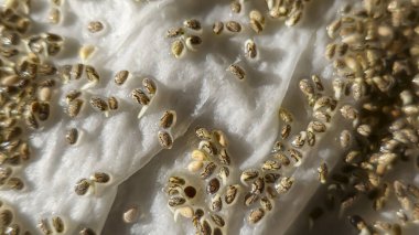 Mikroçimler. Evde chia yetiştiriyorum. Üç haftalık chia lahanası. Adım adım talimatlar. Vegan ve sağlıklı beslenme konsepti.