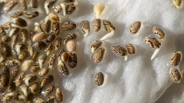 Mikroçimler. Evde chia yetiştiriyorum. Üç haftalık chia lahanası. Adım adım talimatlar. Vegan ve sağlıklı beslenme konsepti.